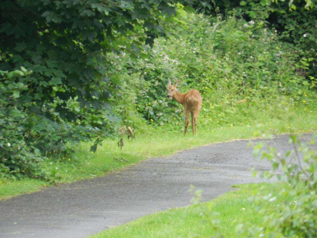 Greenways Valley Holiday Park Great Torrington Bagian luar foto