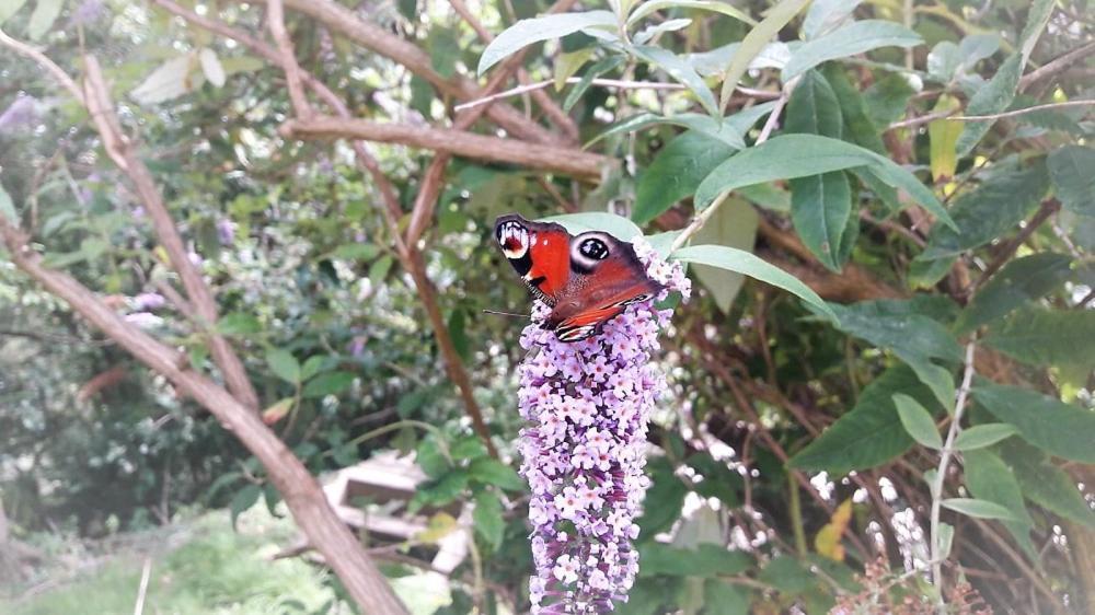 Greenways Valley Holiday Park Great Torrington Bagian luar foto