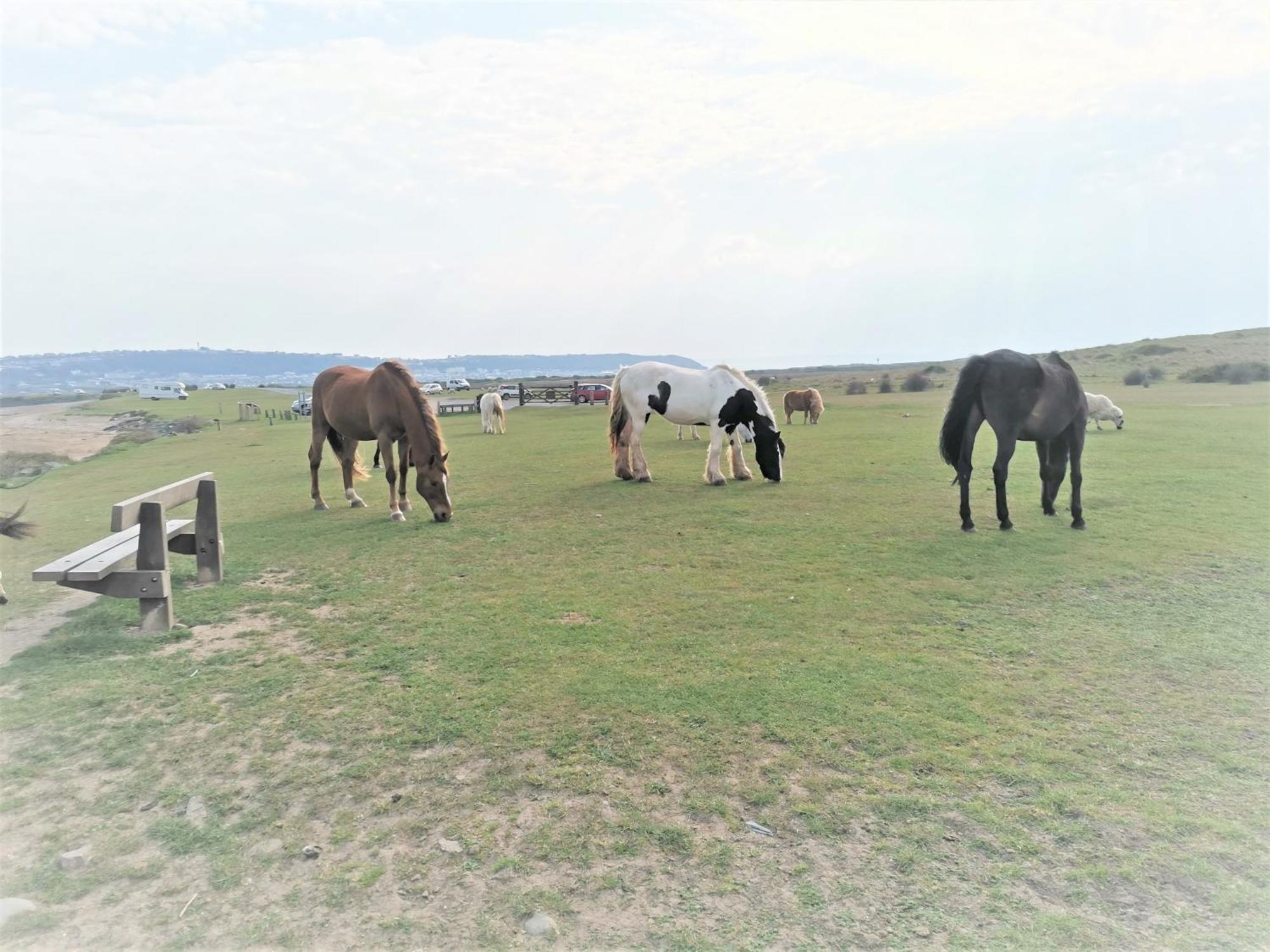 Greenways Valley Holiday Park Great Torrington Bagian luar foto